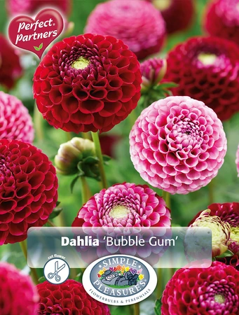 Dahlia Bubble Gum | Capper 5 x 16