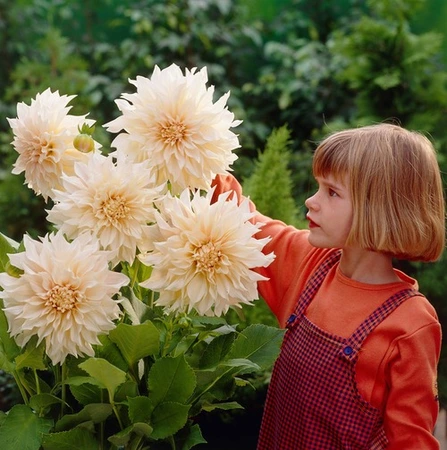 Dahlia Cafe au Lait