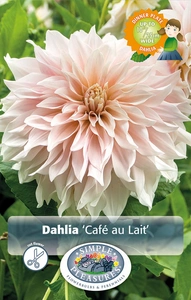 Dahlia Cafe au Lait | 24 pce