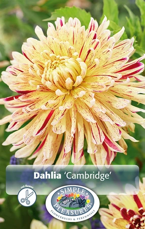 Dahlia Cambridge ® | 12 pce