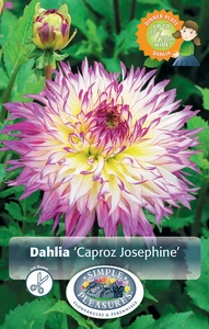 Dahlia Caproz Josephine | 24 pce