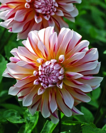 Dahlia Caribbean Fantasy | 75 pce