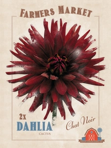 Dahlia Chat Noir | Capper 5 x 16