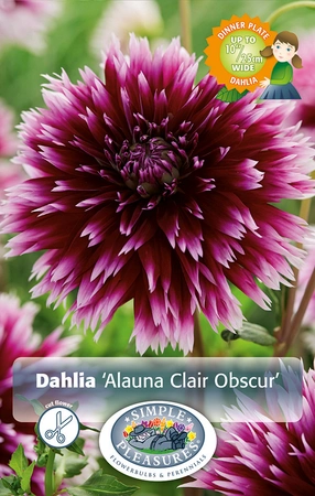 Dahlia Clair Obscur | 24 pce