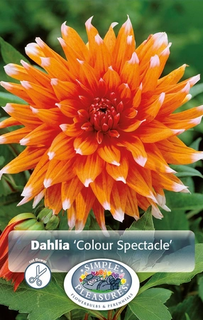 Dahlia Color Spectacle | 12 pce