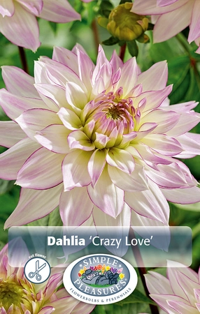 Dahlia Crazy Love | 12 pce