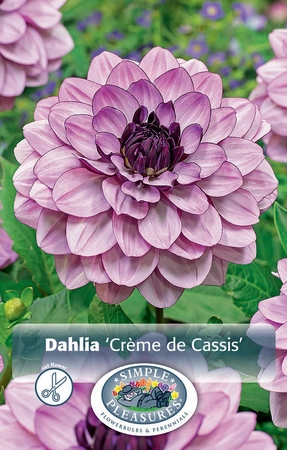 Dahlia Creme de Cassis | 12 pce