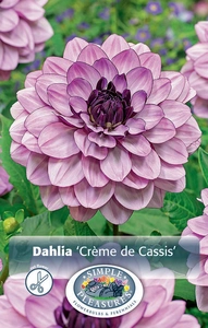 Dahlia Creme de Cassis | 12 pce