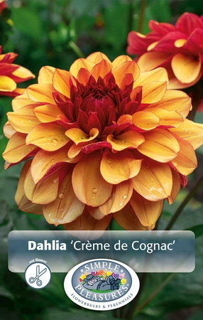 Dahlia Creme de Cognac | 12 pce