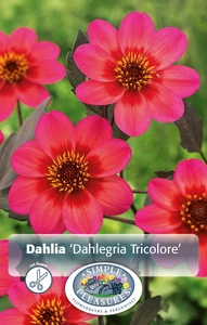 Dahlia Dahlegria Tricolore | 12 pce