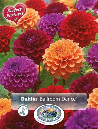 Dahlia Dahlia Ballroom Dance | Capper 5 x 16