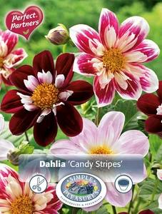 Dahlia Dahlia Candy Stripes | Capper 5 x 16