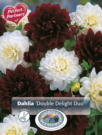 Dahlia Dahlia Double Delight Duo | Capper 5 x 16