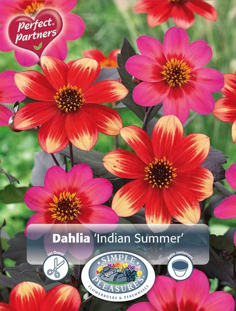 Dahlia Dahlia Indian Summer | Capper 5 x 16