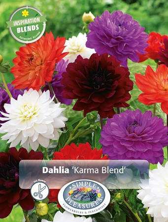 Dahlia Dahlia Karma Blend | Capper 5 x 16