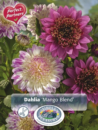 Dahlia Dahlia Mango Mix | Capper 5 x 16