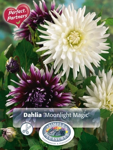 Dahlia Dahlia Moonlight Magic | Capper 5 x 16