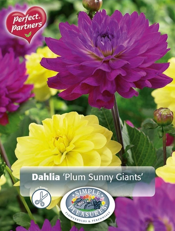 Dahlia Dahlia Plum Sunny Giants | Capper 5 x 16