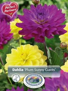 Dahlia Dahlia Plum Sunny Giants | Capper 5 x 16