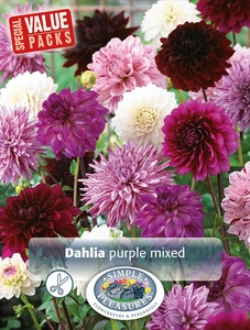 Dahlia Dahlia Purple Mixed | Capper 5 x 16