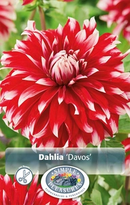 Dahlia Davos | 12 pce