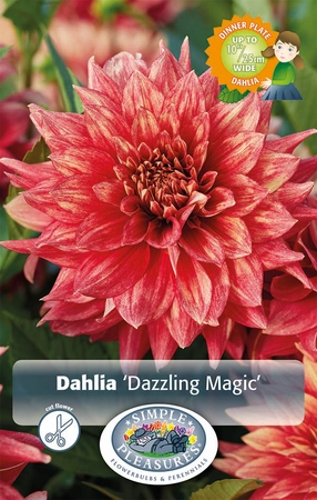 Dahlia Dazzling Magic | 12 pce