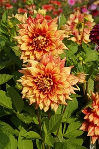 Dahlia Dazzling Magic decorative