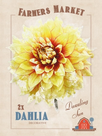 Dahlia Dazzling Sun | Capper 5 x 16