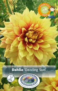 Dahlia Dazzling Sun | Capper 5 x 16