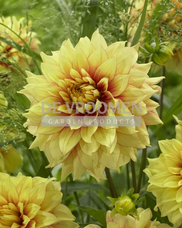 Dahlia Dazzling Sun | 75 pce