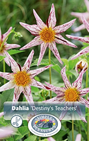 Dahlia Destiny's Teacher | 12 pce