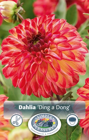 Dahlia Ding a Dong | 12 pce