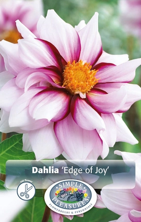 Dahlia Edge Of Joy | 12 pce