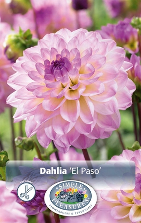 Dahlia El Paso | 12 pce