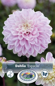 Dahlia Escpacio | 12 pce