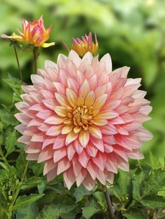 Dahlia Extase | 75 pce