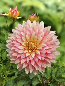 Dahlia Extase | 15 pce