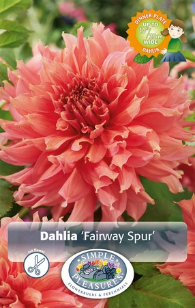 Dahlia Fairway Spur | 12 pce