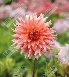 Dahlia Fairway Spur | 75 pce