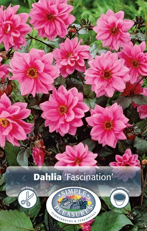 Dahlia Fascination | 12 pce