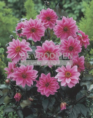 Dahlia Fascination | 75 pce