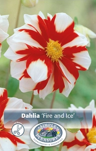 Dahlia Fire and Ice | 12 pce