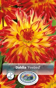 Dahlia Firebird | 12 pce