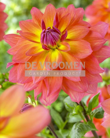 Dahlia Firepot | 75 pce