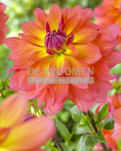 Dahlia Firepot | 15 pce