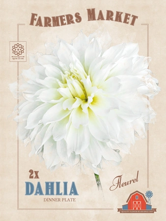 Dahlia Fleurel | Capper 5 x 16