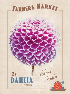 Dahlia Franz Kafka | Capper 5 x 16