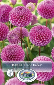 Dahlia Franz Kafka | 12 pce