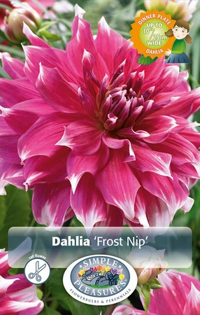 Dahlia Frost Nip | 12 pce