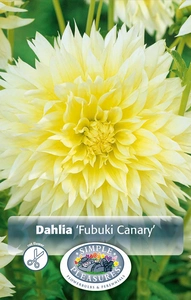 Dahlia Fubuki Canary | 24 pce